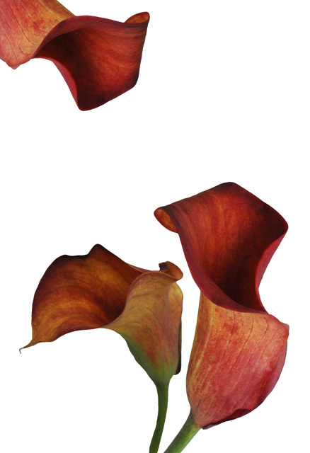Three Rust Calla Lilies